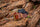 Apparel & Accessories > Clothing Accessories > Belts - Kakadu Traders Australia